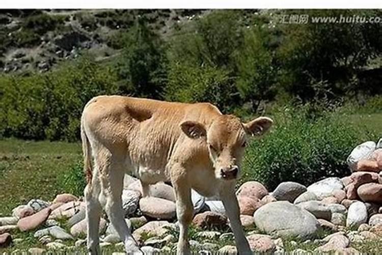 怀孕梦见牛生小牛是什么预兆