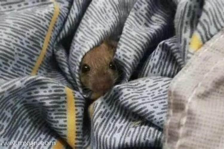 梦见老鼠在床上做窝生小老鼠