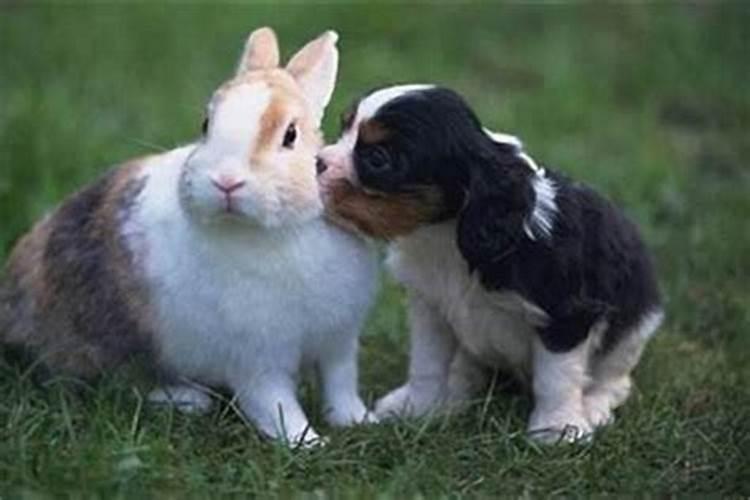 属兔和属狗合婚吗