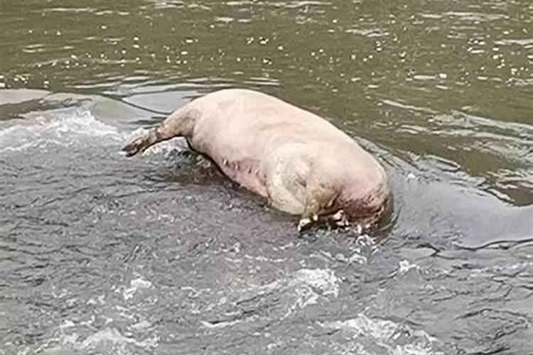梦见把一头死猪扔到河里了