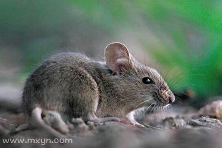 梦见老鼠是什么预兆什么意思