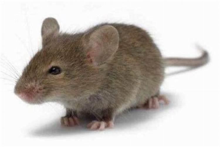梦见老鼠是什么预兆什么意思
