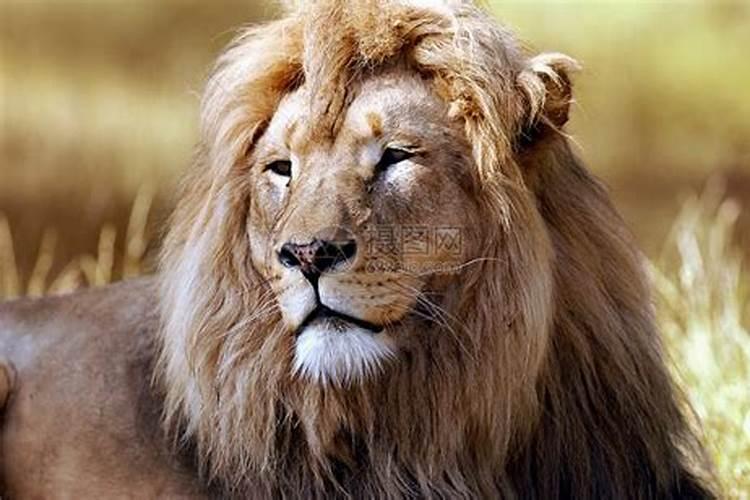 狮子的颜色是什么样子的？狮子最怕什么民族的人