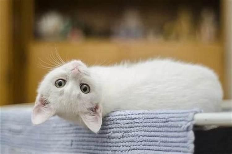 梦到白猫咬自己是什么意思