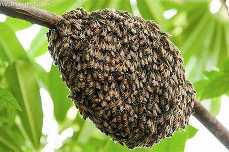 梦见成千上万的蜜蜂吃的饱饱的