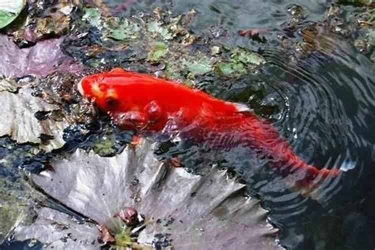 梦见大红鱼是什么征兆女人