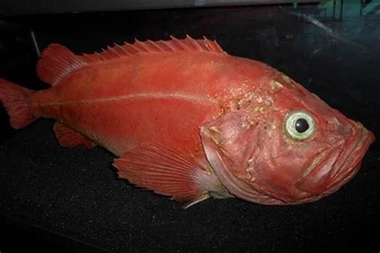 梦见大红鱼是什么征兆女人