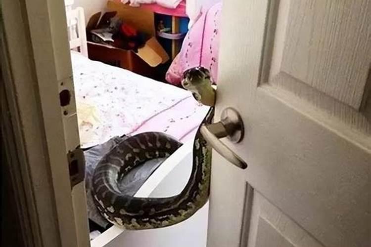 梦见蛇进家门又被赶走