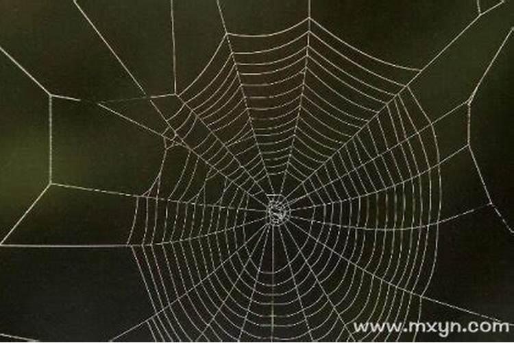 梦见蜘蛛网是胎梦吗