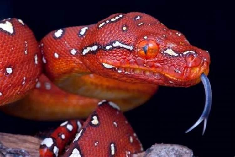 梦见红色大蟒蛇是什么意思