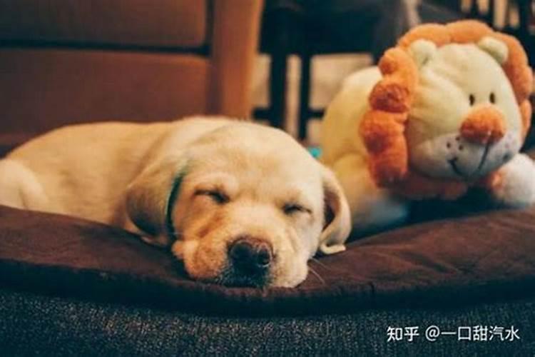狗睡觉的时候做梦吗？小狗做梦么