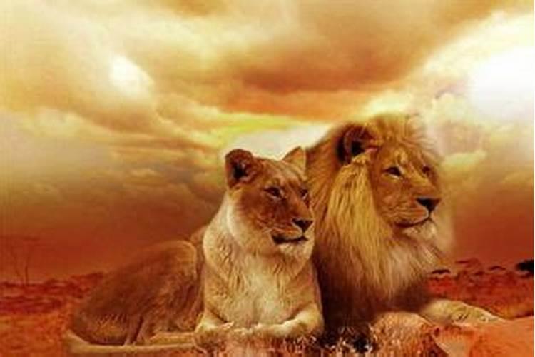 梦见狮子和猫是什么预兆