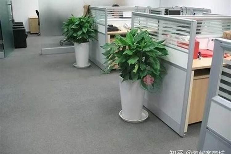 办公室养什么植物对运势好