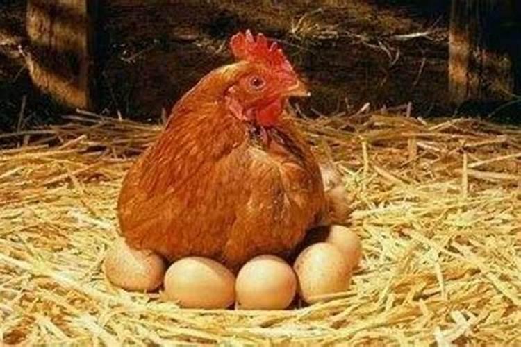 梦见邻居家的鸡来我家下蛋