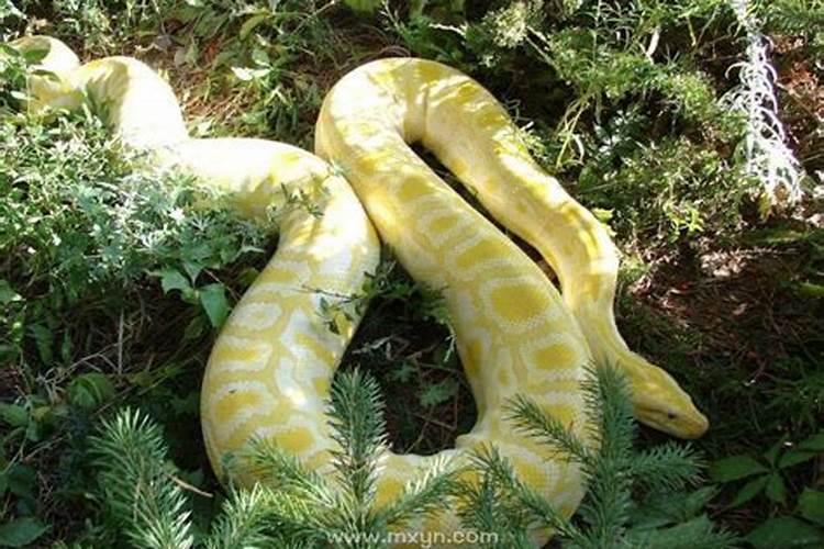 怀孕梦见蟒蛇吃自己