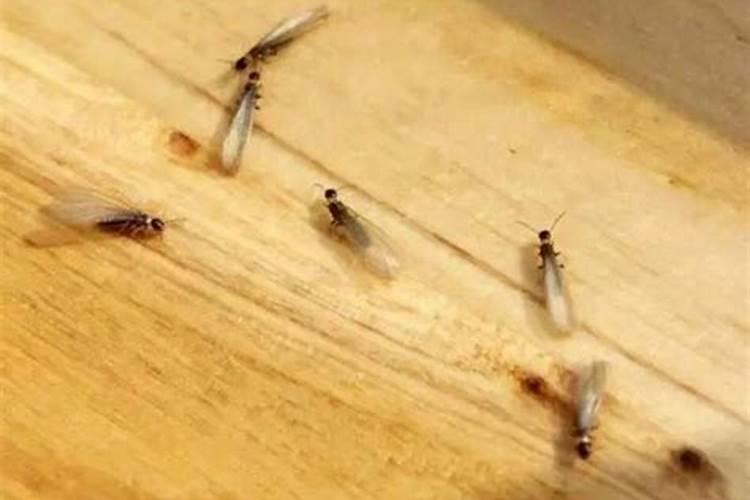 家里有白蚁影响运势吗