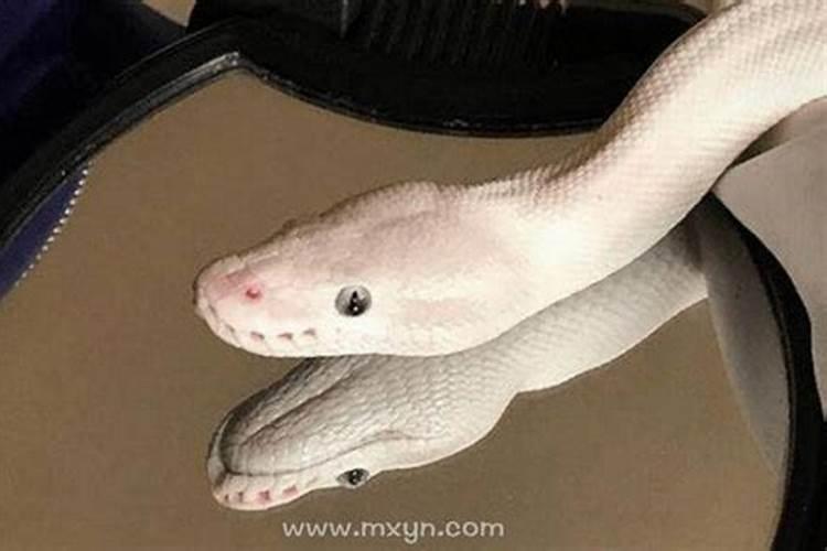 怀孕初期梦见一条大白蛇