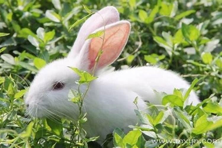 备孕梦到兔子是什么征兆