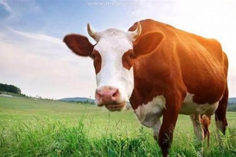 梦见牛是什么征兆解梦