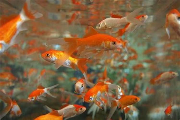 梦到很多红色金鱼是什么意思