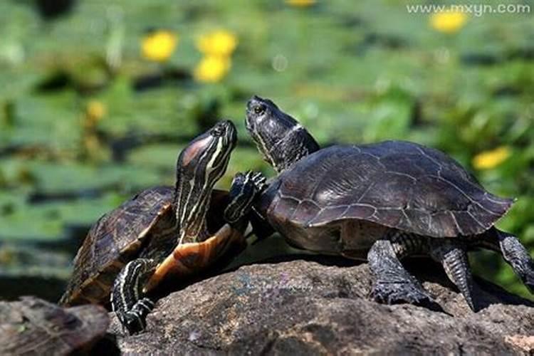梦见水里有两只乌龟是什么意思呢