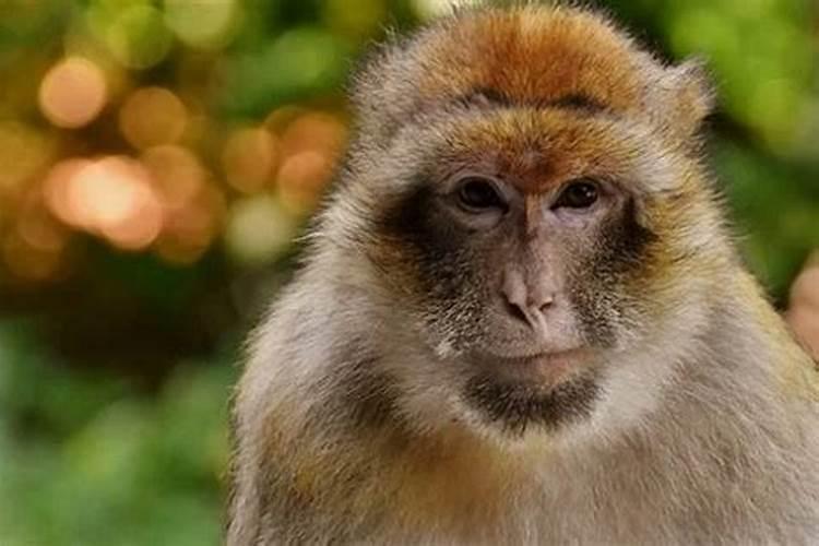 属猴人的婚姻为什么不顺