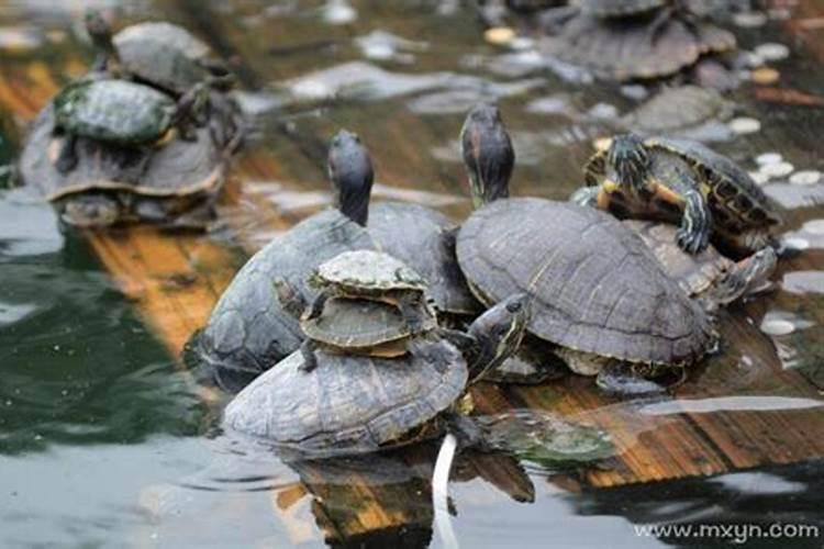 梦见很多大乌龟是什么预兆吗