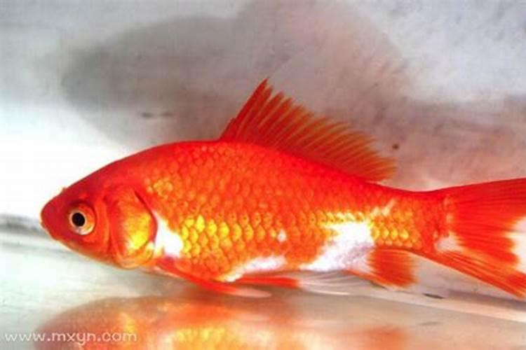 梦见红色的鱼预示什么意思