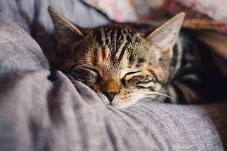 梦见死猫是什么预兆解梦女人