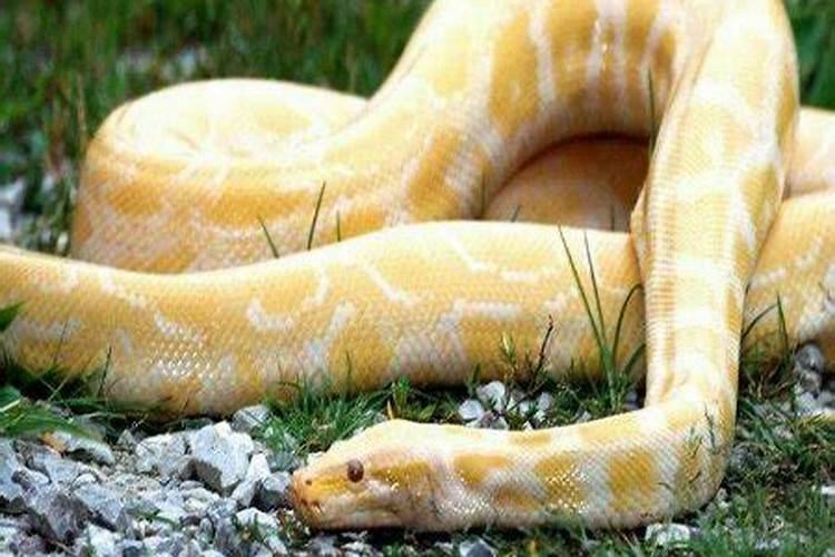 梦到大蟒蛇意味着什么