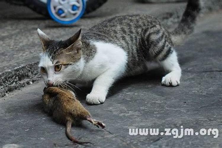 梦到像猫一样大的老鼠