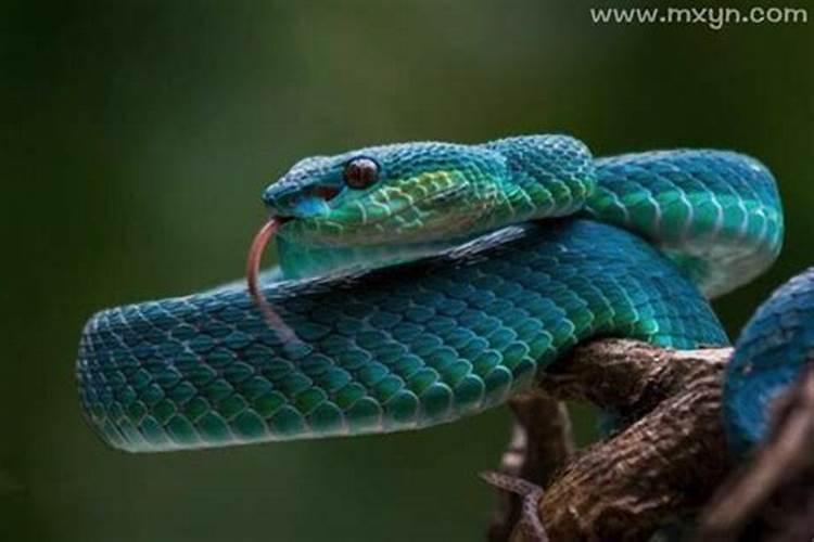 梦见蛇是蓝色的什么意思啊