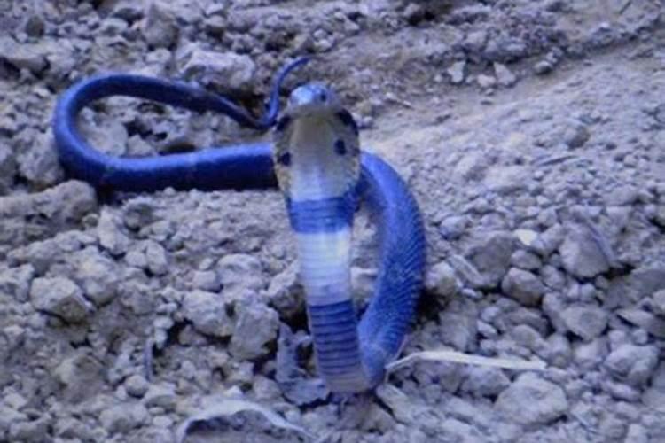 梦见蛇是蓝色的什么意思啊