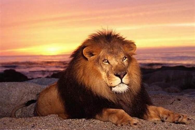 梦见老虎狮子是什么意思