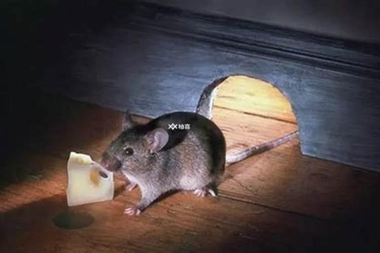 梦到一只老鼠追着我咬