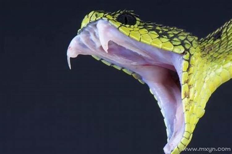 梦见蛇是什么预兆女人梦见蛇