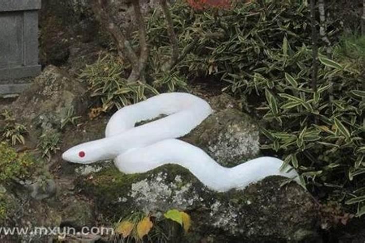怀孕初期梦见一条大白蛇追自己