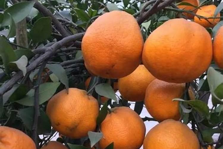 梦到橘子树上好多青橘子