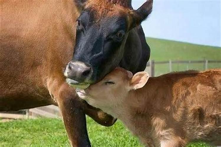 出生在小年的牛宝宝