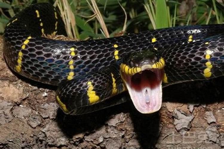 梦见毒蛇是什么意思