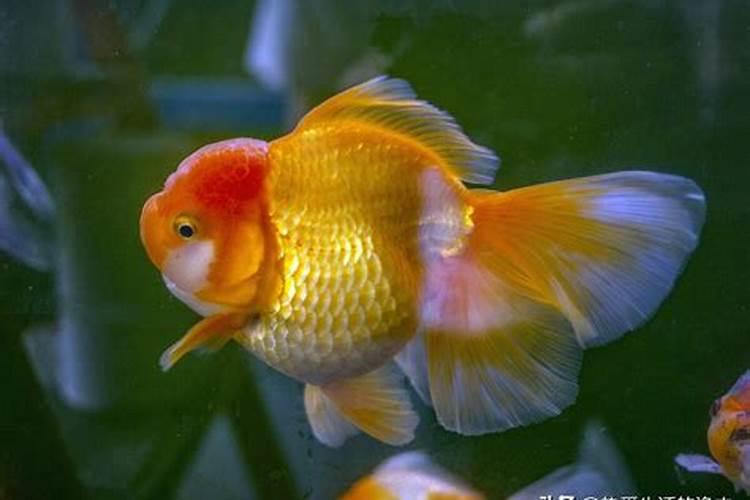 梦见很多红黄色金鱼