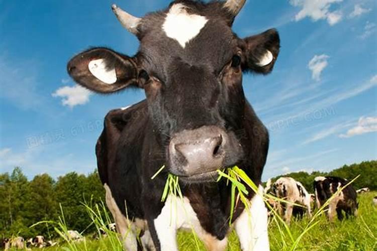 梦见牵着一头牛吃青草