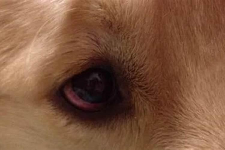 梦见狗的眼睛是红色的