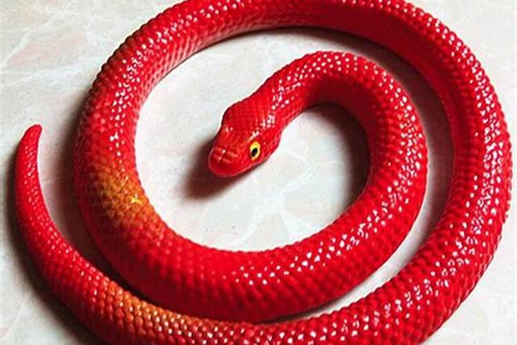 怀孕梦到红白的蛇预示着什么意思