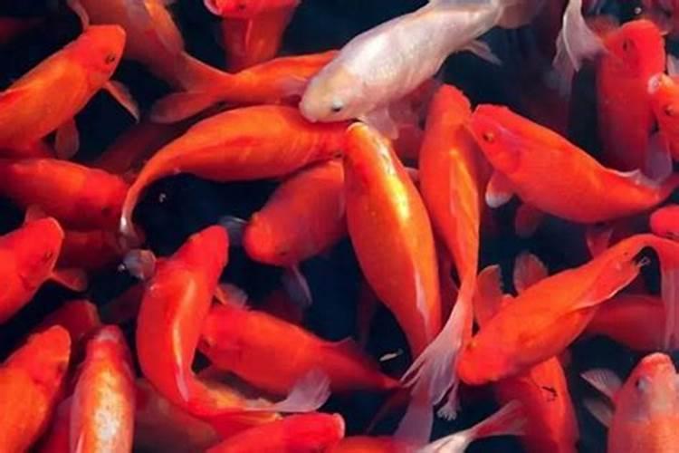 梦见红色的鱼在水里咬别人