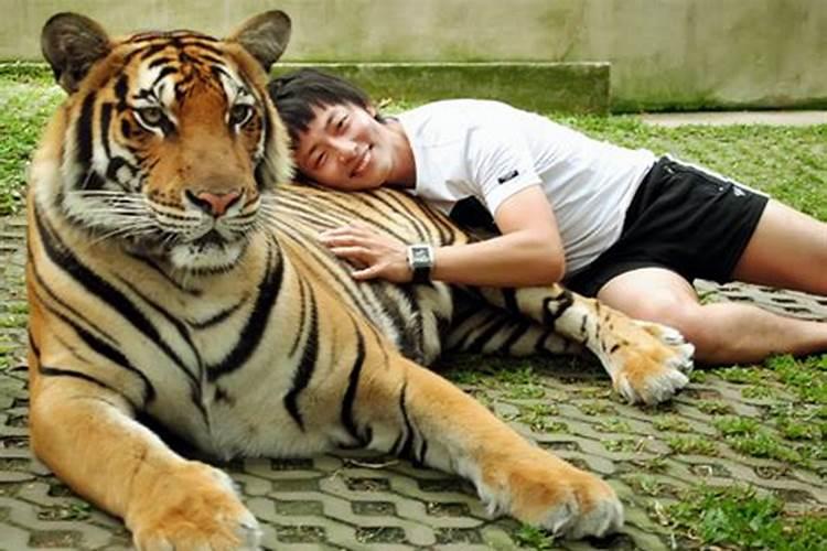 梦见老虎和老虎拥抱