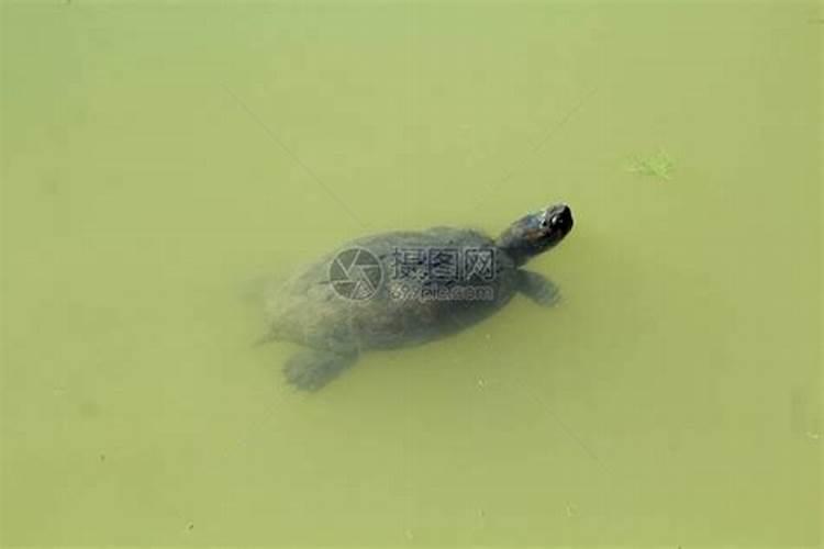 梦见老乌龟在水里游
