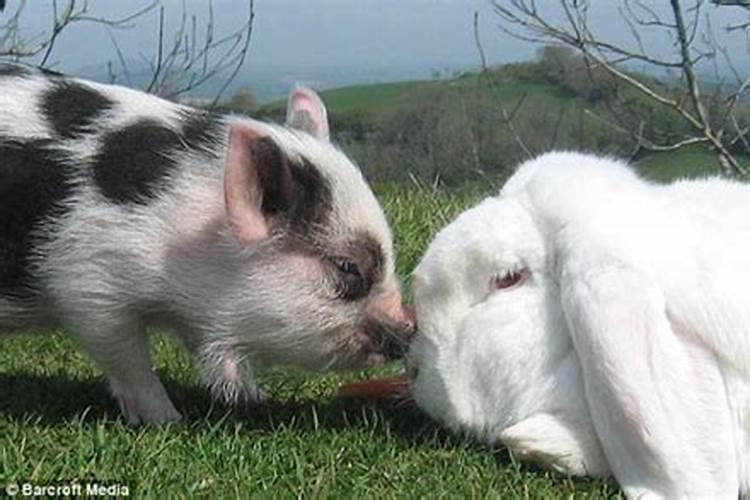 猪与兔合婚好吗