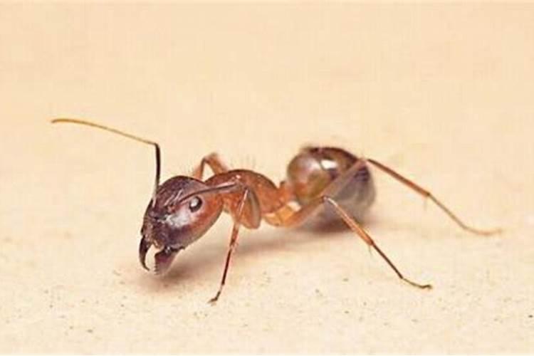 为什么床上老出现蚂蚁在爬？床上有蚂蚁是什么预兆