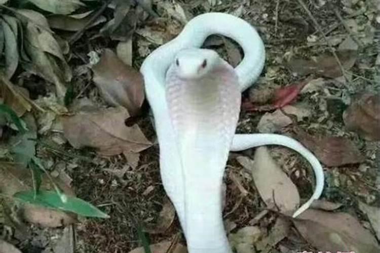 梦到白色的蛇预示着什么意思